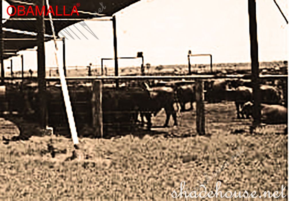 raschel mesh obamalla used for protect the cows.